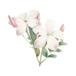 https://cdn-proxy.viding.org/TDzYTCmX-2UoLzelJdEyns6Bvy4dzh8eaWGDtuLQYnc/rs:fit:162:0/dpr:1.5/f:webp/q:65/aHR0cHM6Ly9jZG4tYnVpbGRlci52aWRpbmcuY28vMjk1OTcvYnVuZ2EtcHV0aWgtYmVzYXIuZ2lm.webp