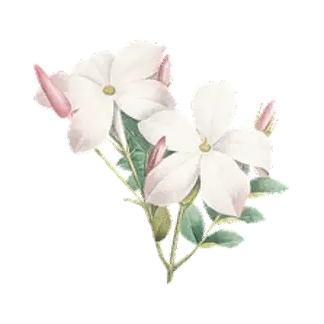 https://cdn-proxy.viding.org/e_fT1p89WLh0QiQKpDjJYuRxhl_KBDKqTyaGneicJYM/rs:fit:216:0/dpr:1.5/f:webp/q:65/aHR0cHM6Ly9jZG4tYnVpbGRlci52aWRpbmcuY28vMjk1OTcvYnVuZ2EtcHV0aWgtYmVzYXIuZ2lm.webp